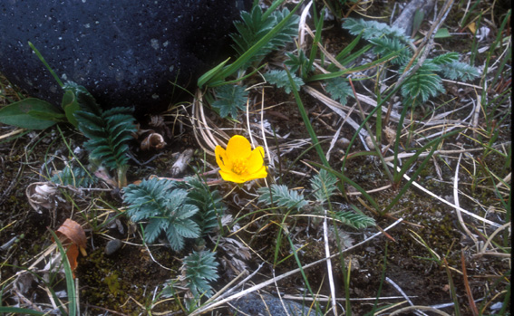 Yellow Flower of Mongolia 
